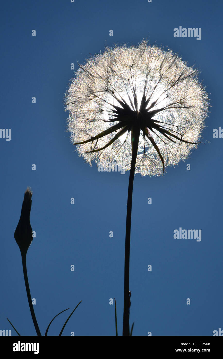 Sun through Dandelion Seedhead Stock Photo