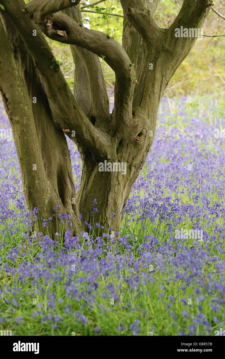 Trees in Bluebell wood Stock Photo