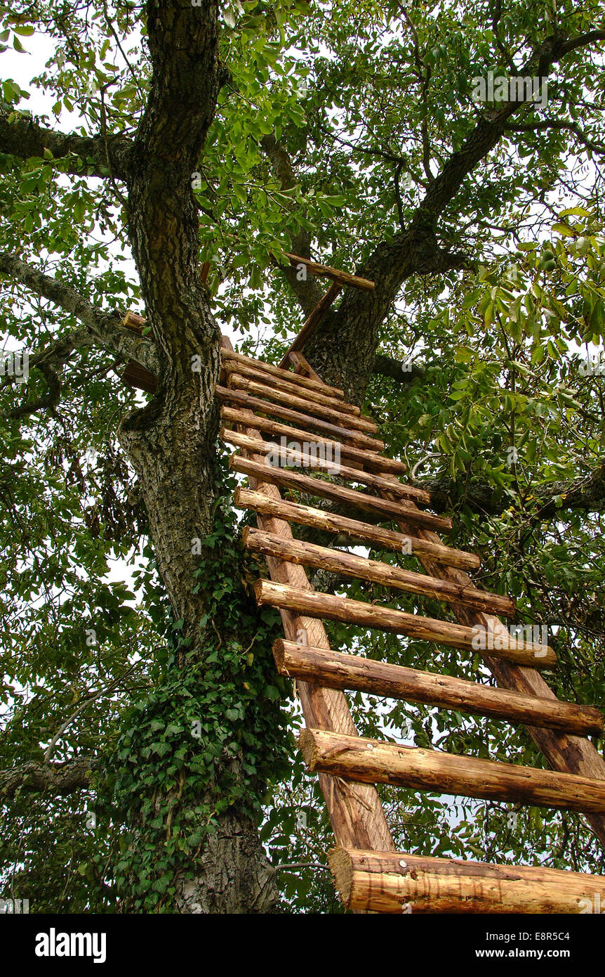 Ladder in a tree Stock Photo - Alamy