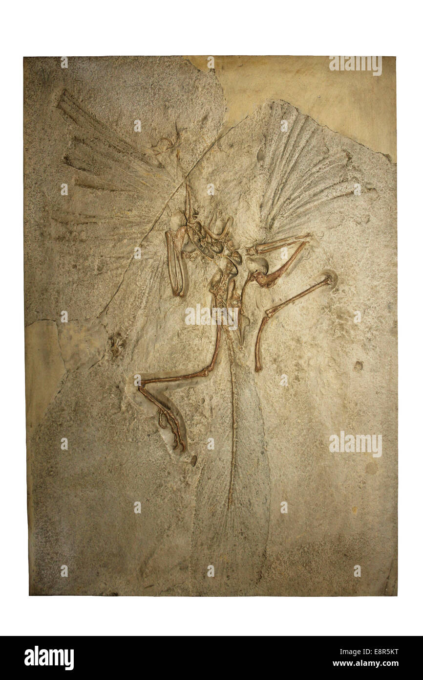 Archaeopteryx Cast From Solnhofen Limestone, Bavaria Stock Photo Alamy