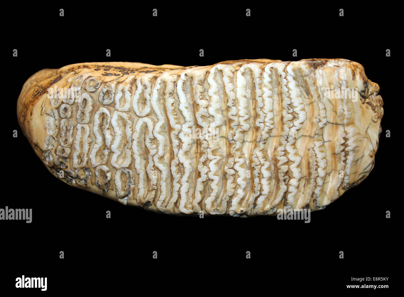 Tooth Of An Indian Elephant Showing Ridges (laminae) Stock Photo
