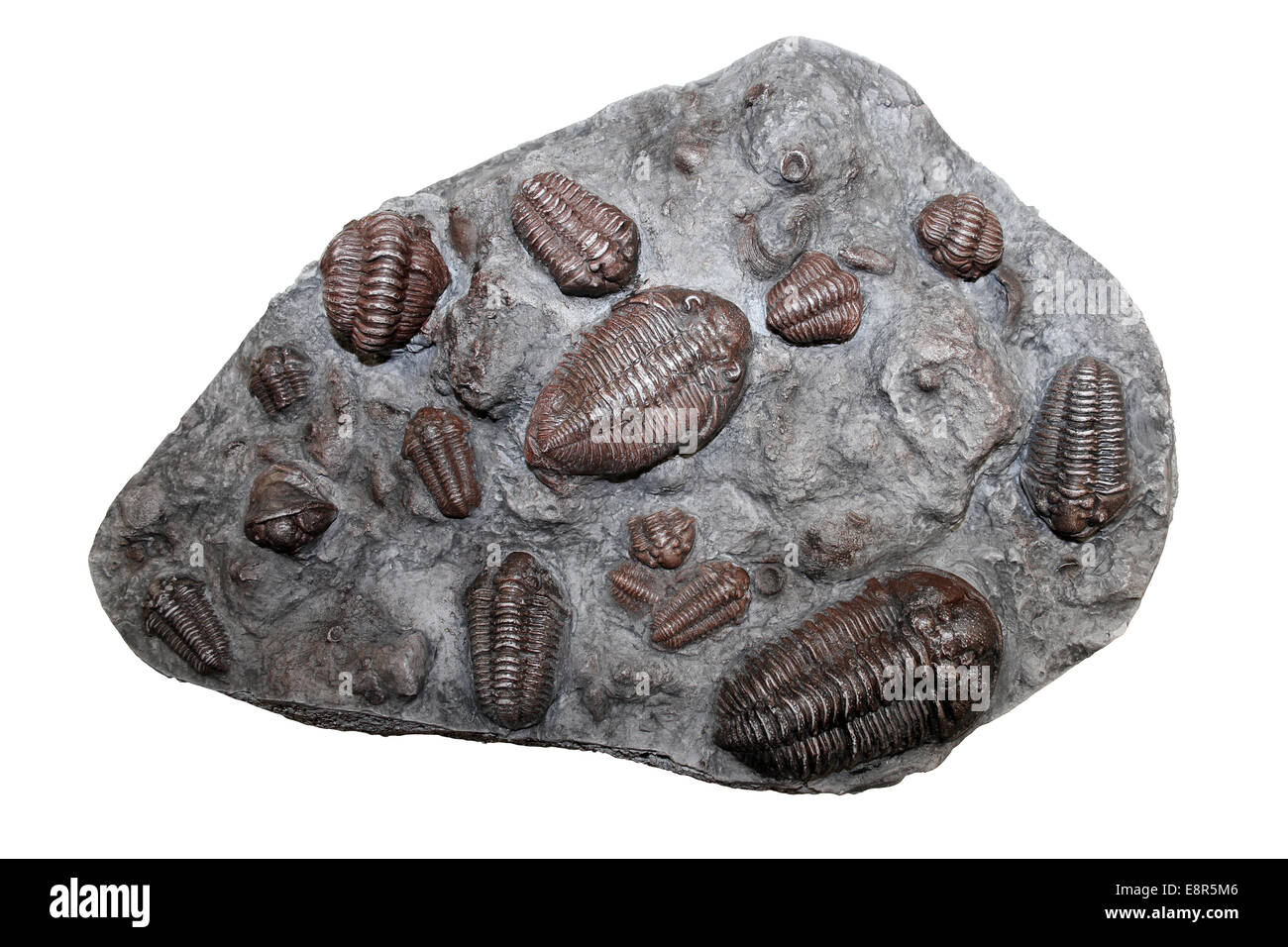 Trilobites Dalmanites myops and Calymene specimens, Wenlock Limestone, Silurian, UK Stock Photo