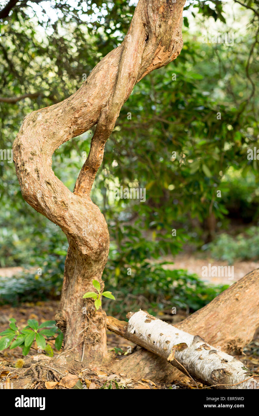 twisted gnarly tree that looks like person bent over Stock Photo