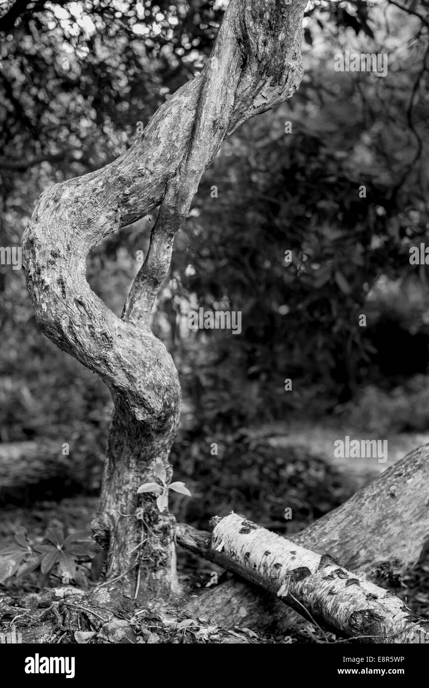 monochrome black and white of twisted gnarly tree that looks like