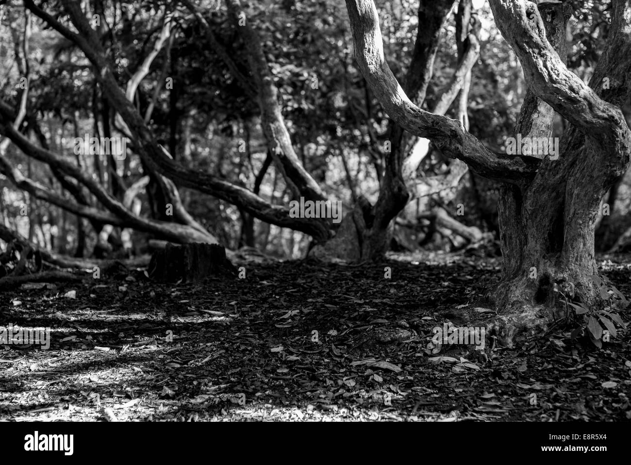 monochrome black and white of twisted gnarly trees Stock Photo