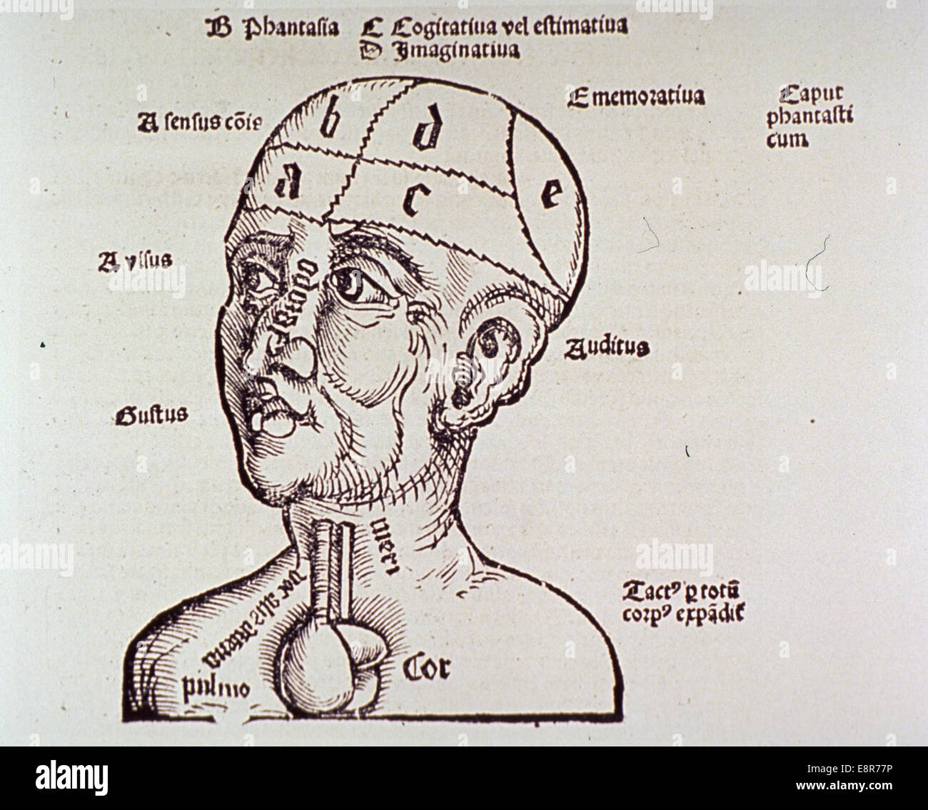 An educational photograph of a human head and shoulders, with the brain ...