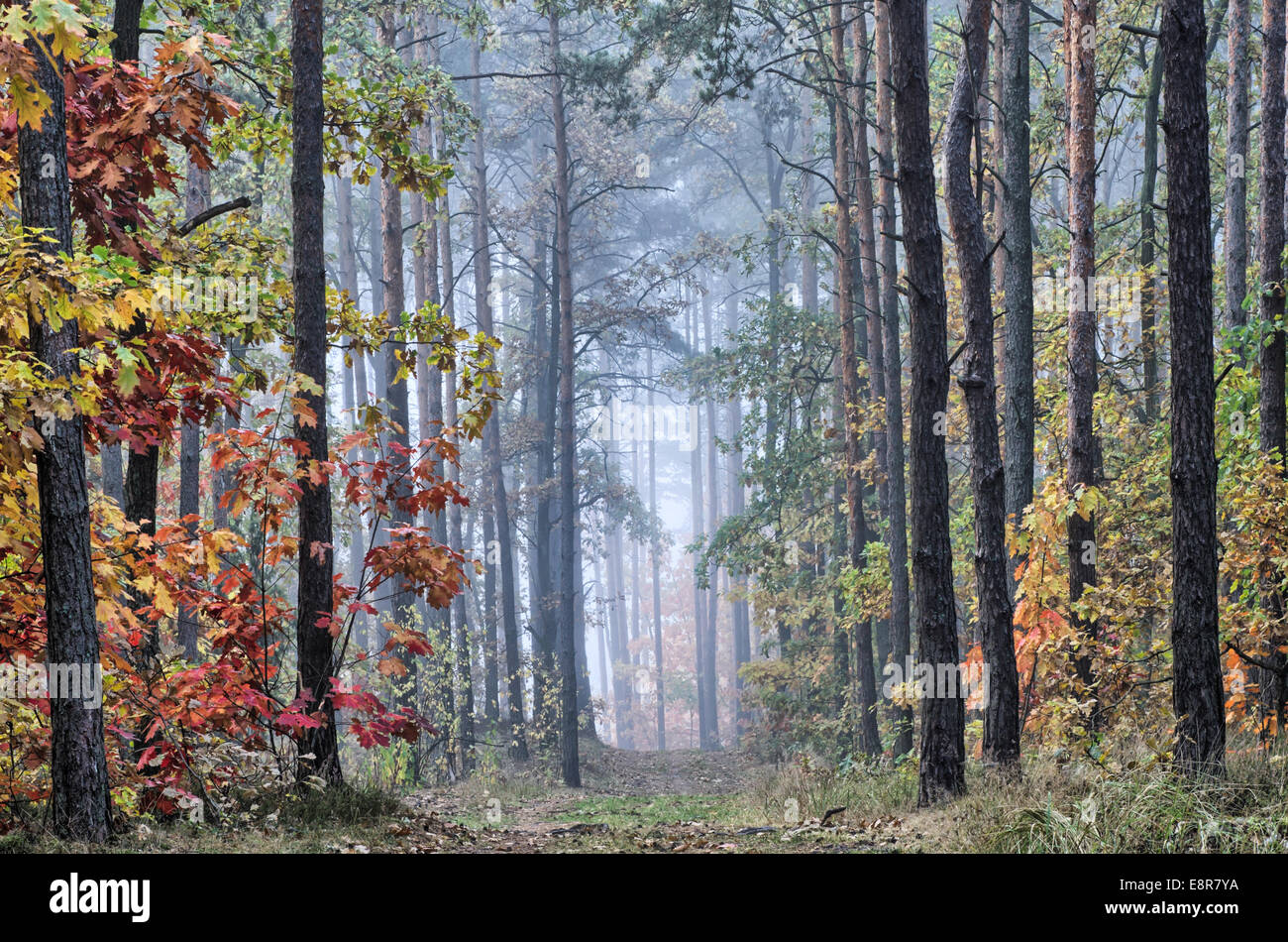 footpath in autumn forest on foggy morning Stock Photo - Alamy