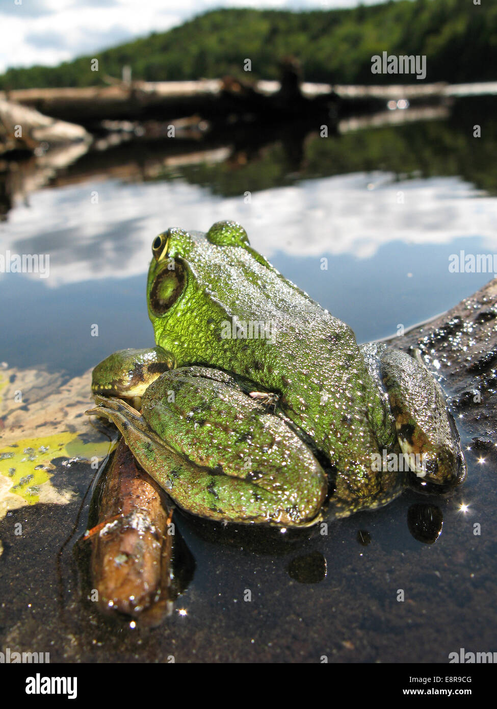 Green bullfrog in pond, close-up, (Rana catesbeiana) Stock Photo