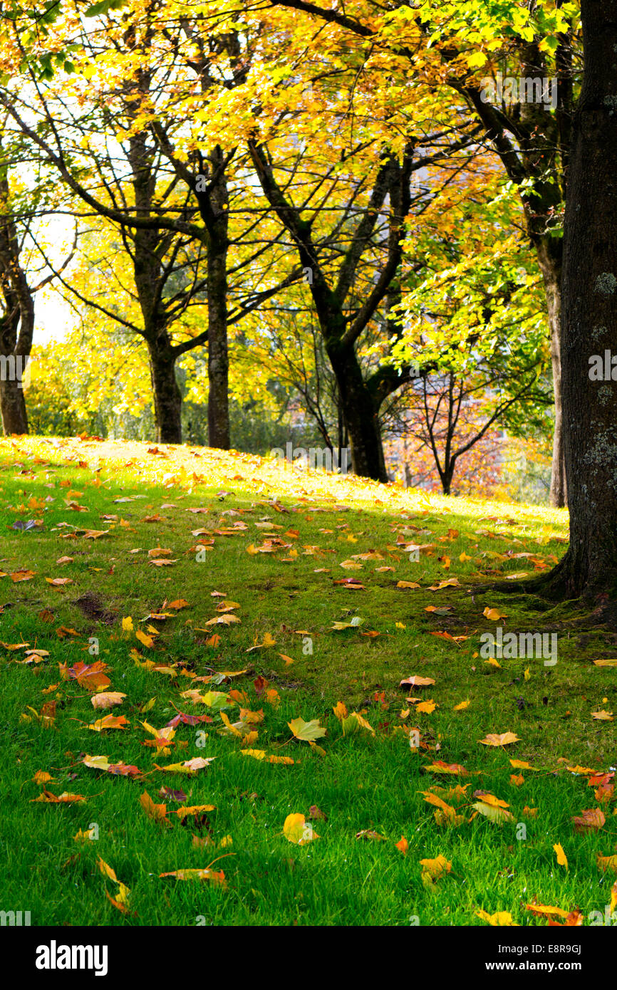 Shallow focus image of Autumn leaves and trees in a park Stock Photo