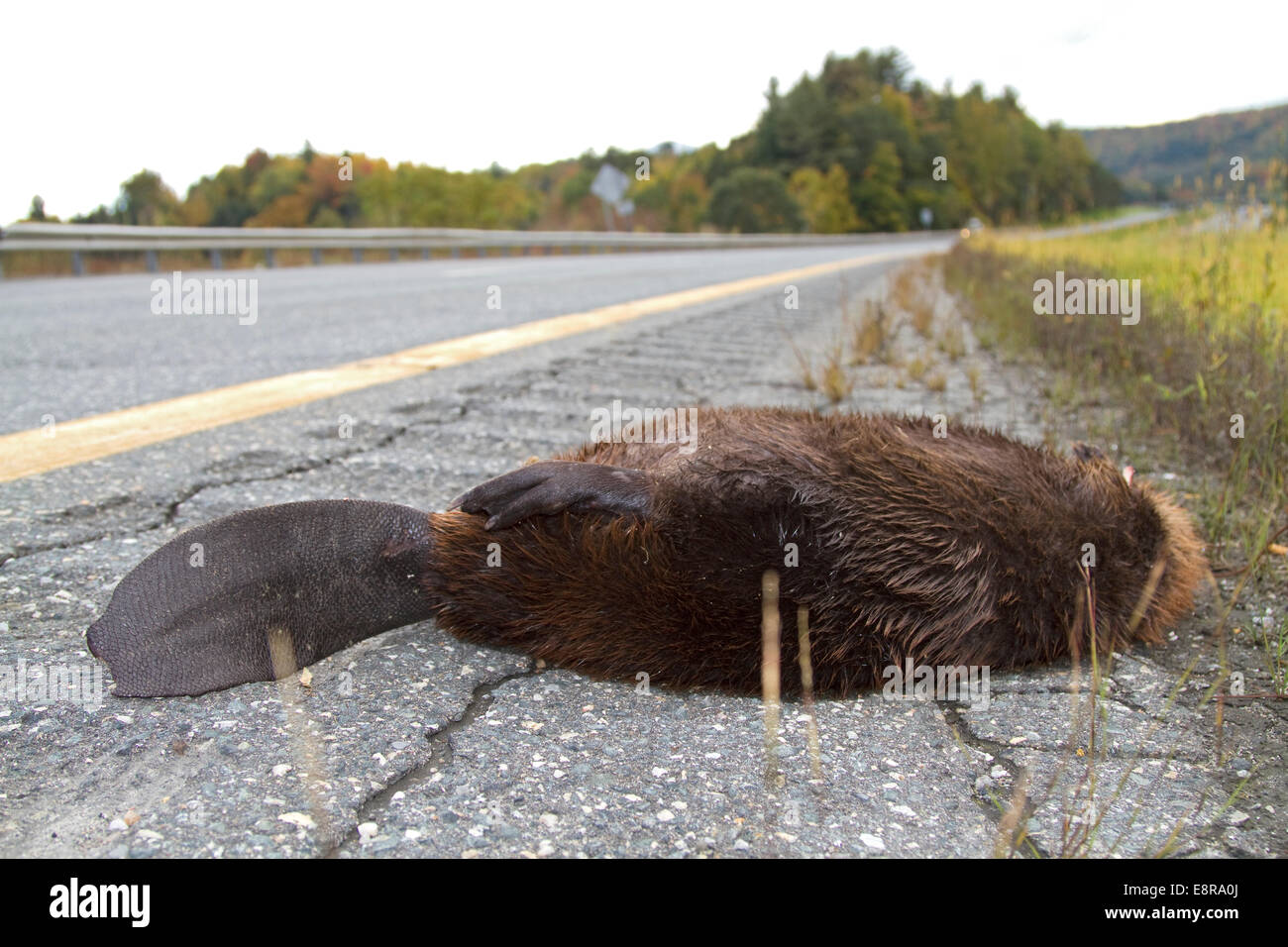 Beaver roadkill, dead along side of road Stock Photo