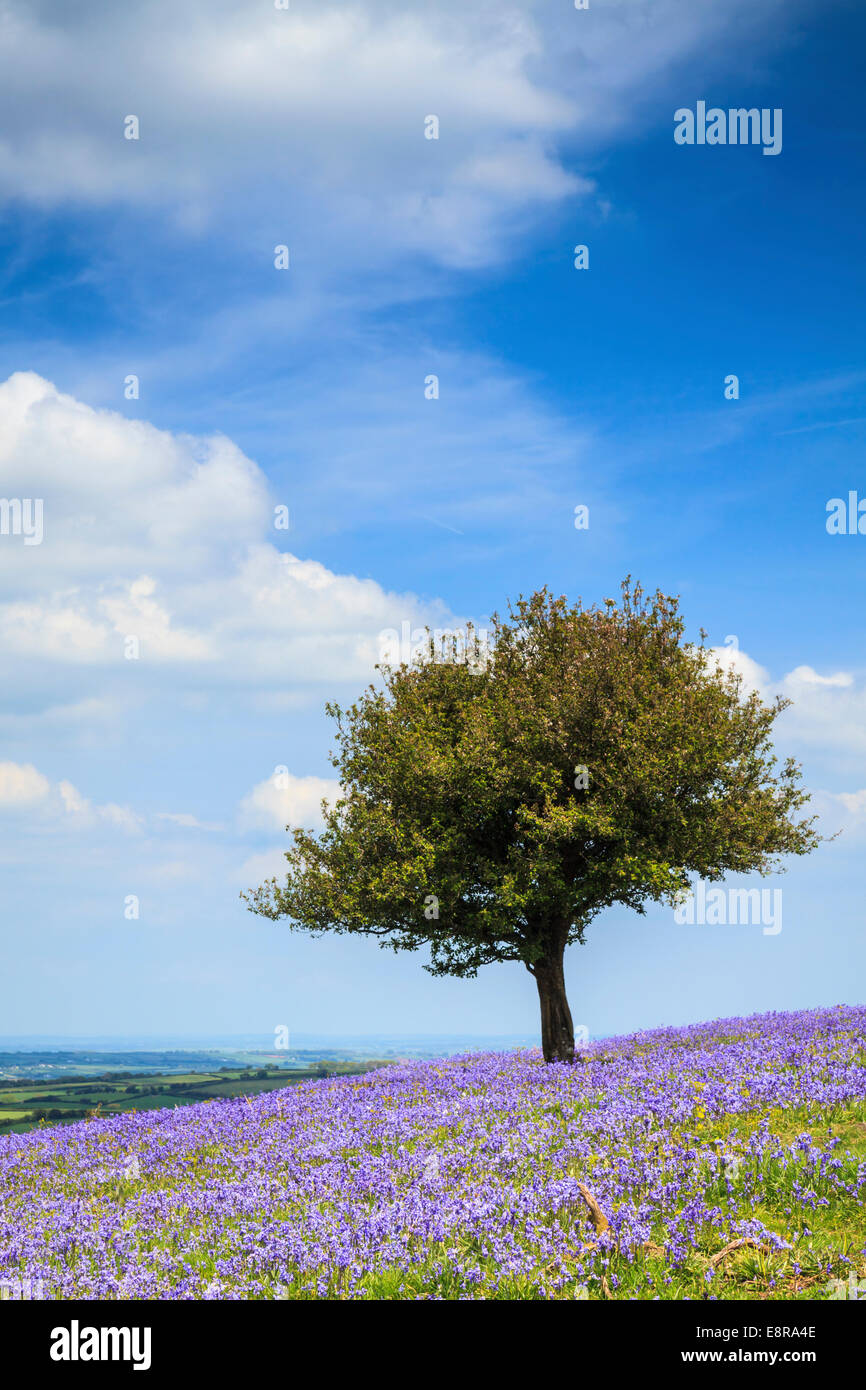 Bluebells near Okehampton Camp in  the Dartmoor National Park Stock Photo