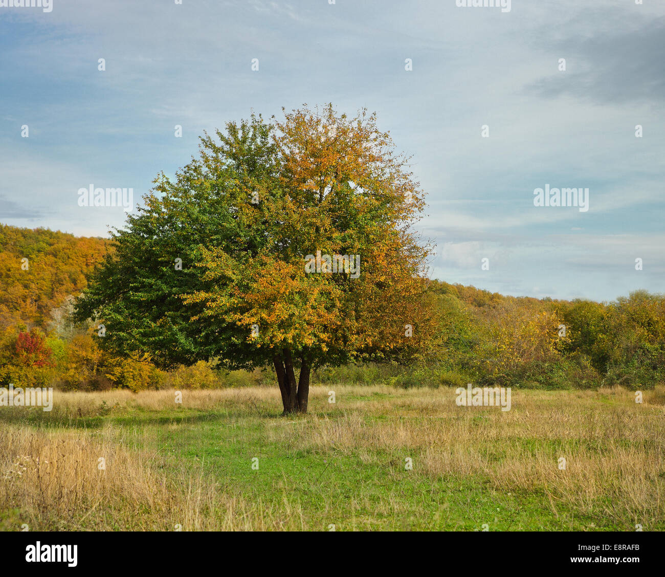 Oak apple day tree hi-res stock photography and images - Alamy