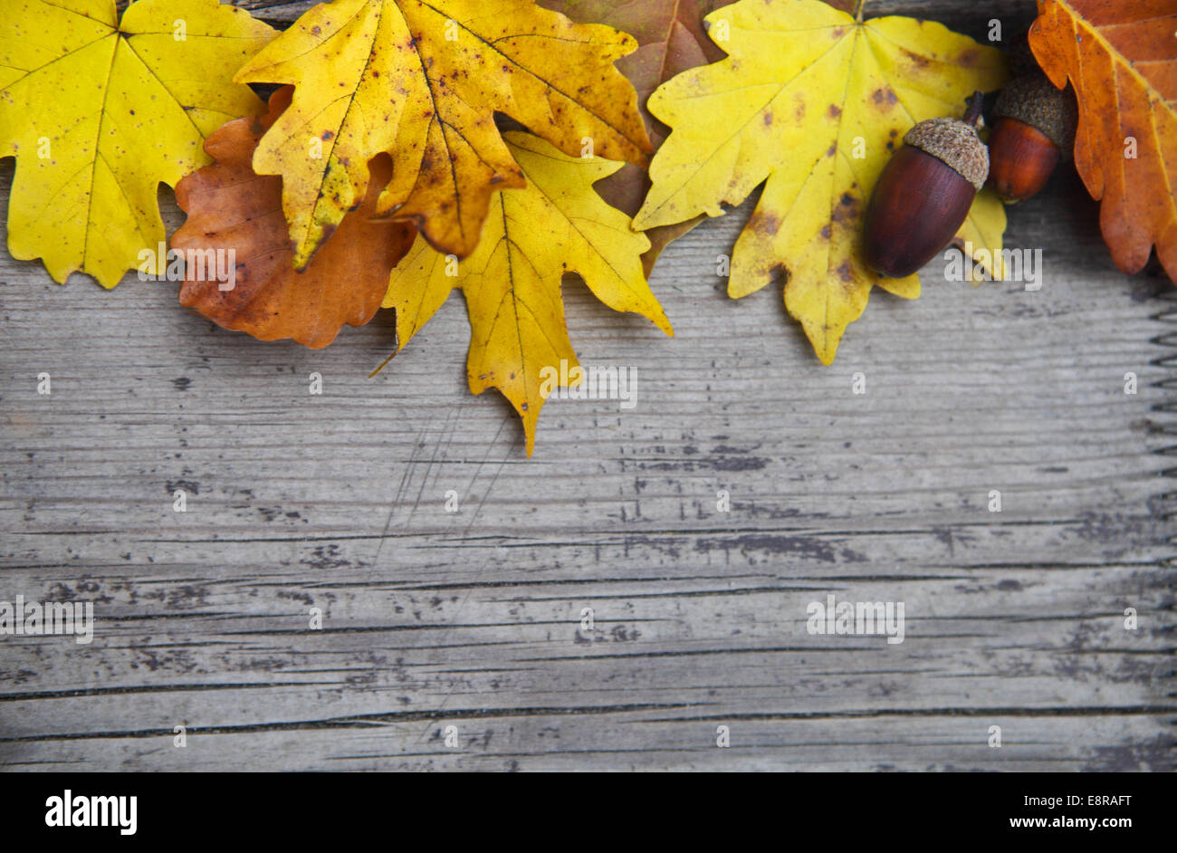 Autumn wooden background with maple and oak leaves and acorns Stock ...