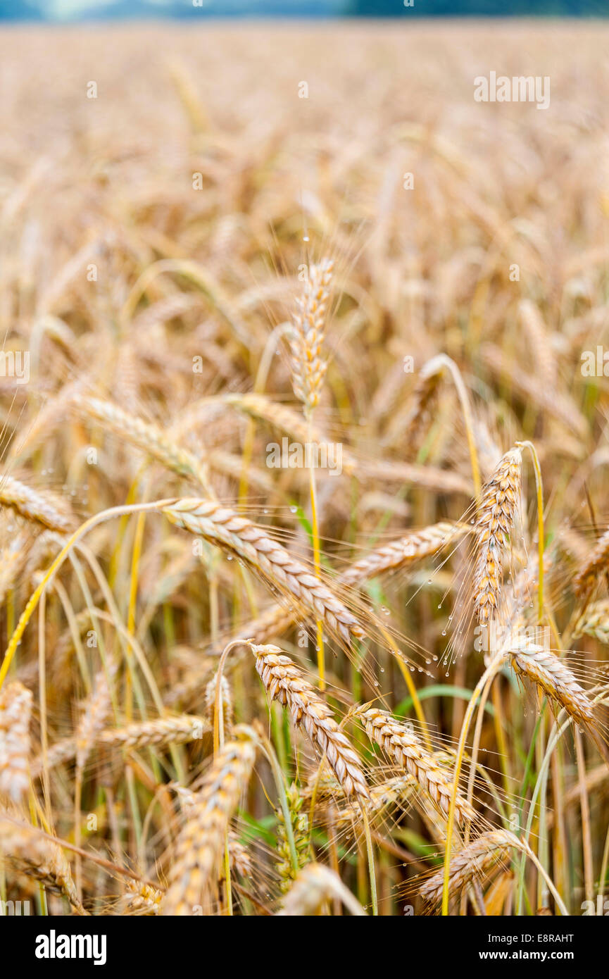 Sunny cereals hi-res stock photography and images - Alamy