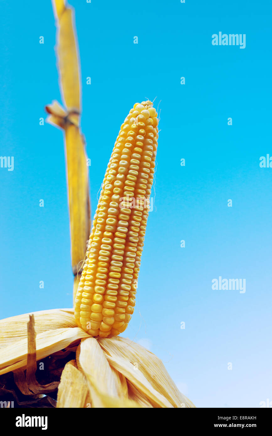 Corn field cob hi-res stock photography and images - Alamy