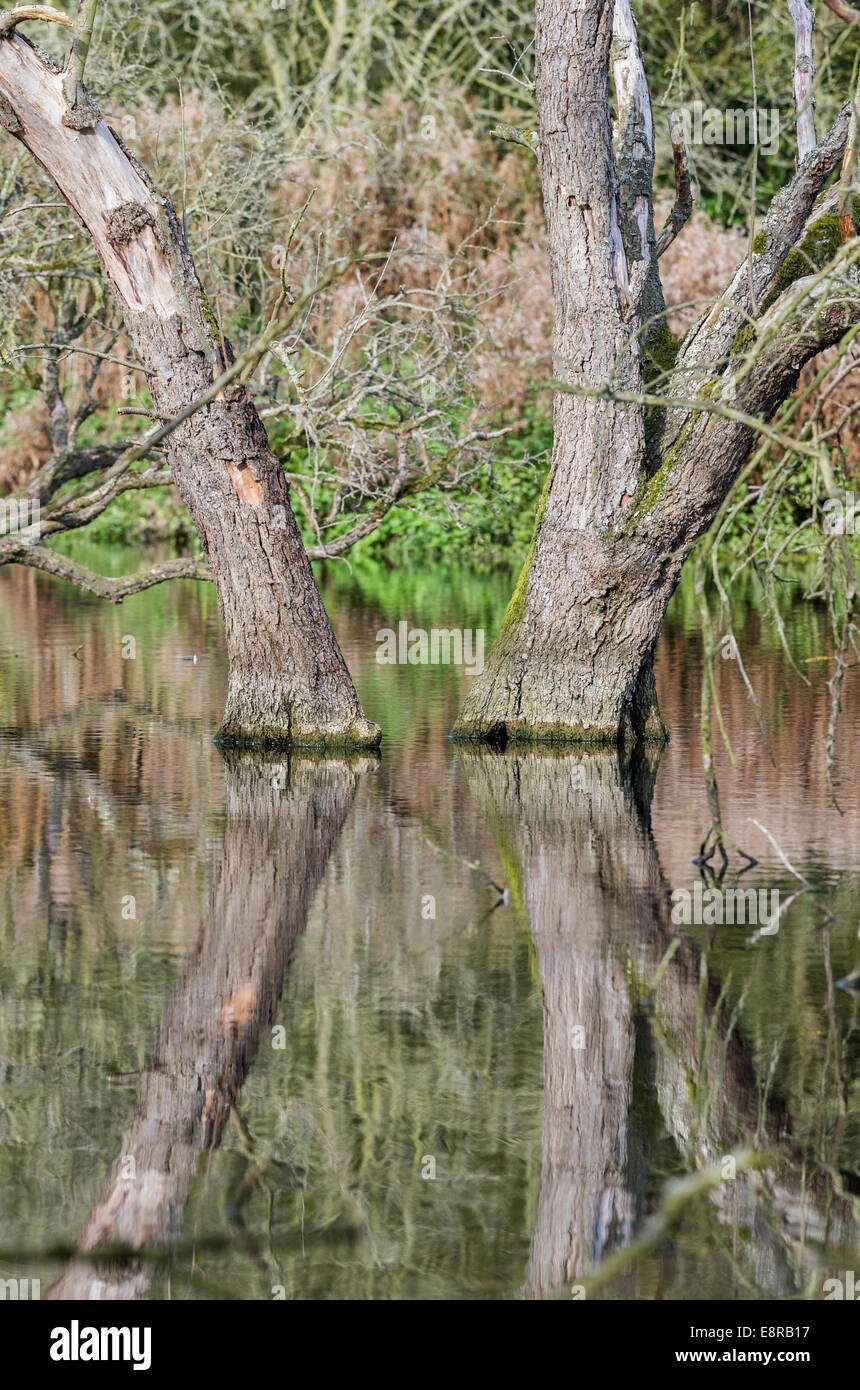 Dying trees hires stock photography and images Alamy