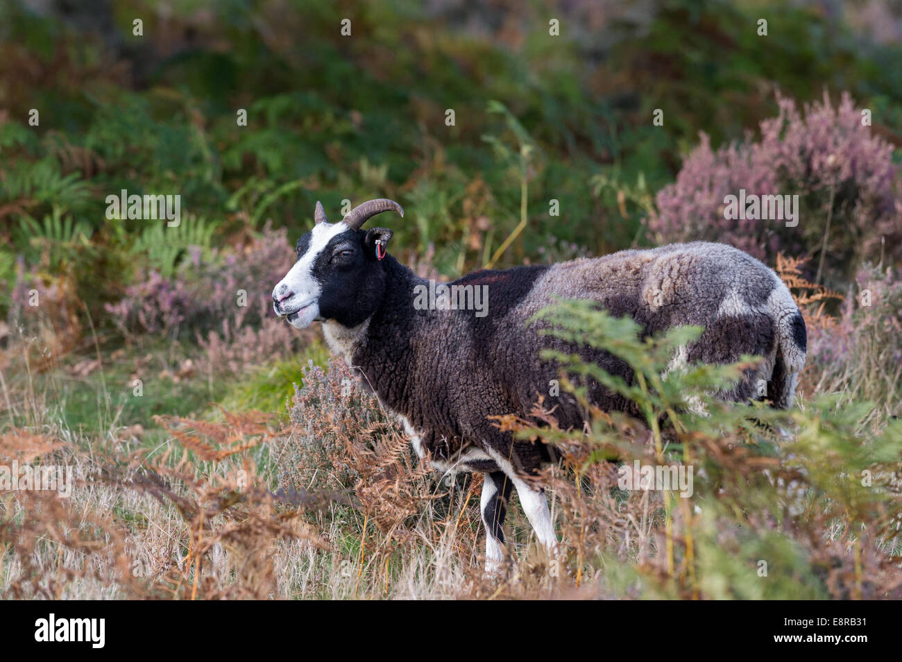 The Jacob Sheep which is an ancient breed of horned sheep being introduced into heathland  to maintain this natural habitat. Stock Photo