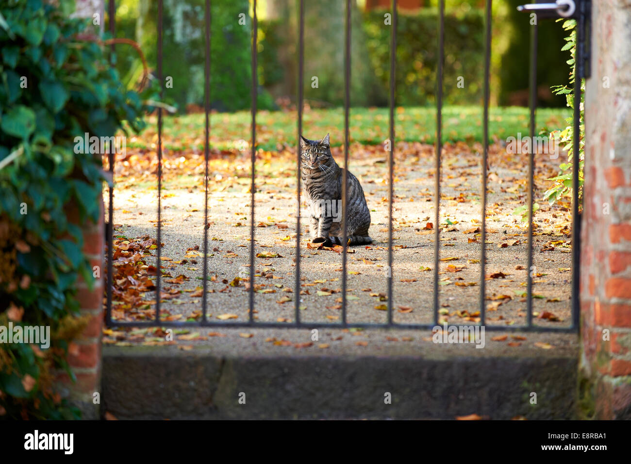Cat behind bars of a gate Stock Photo
