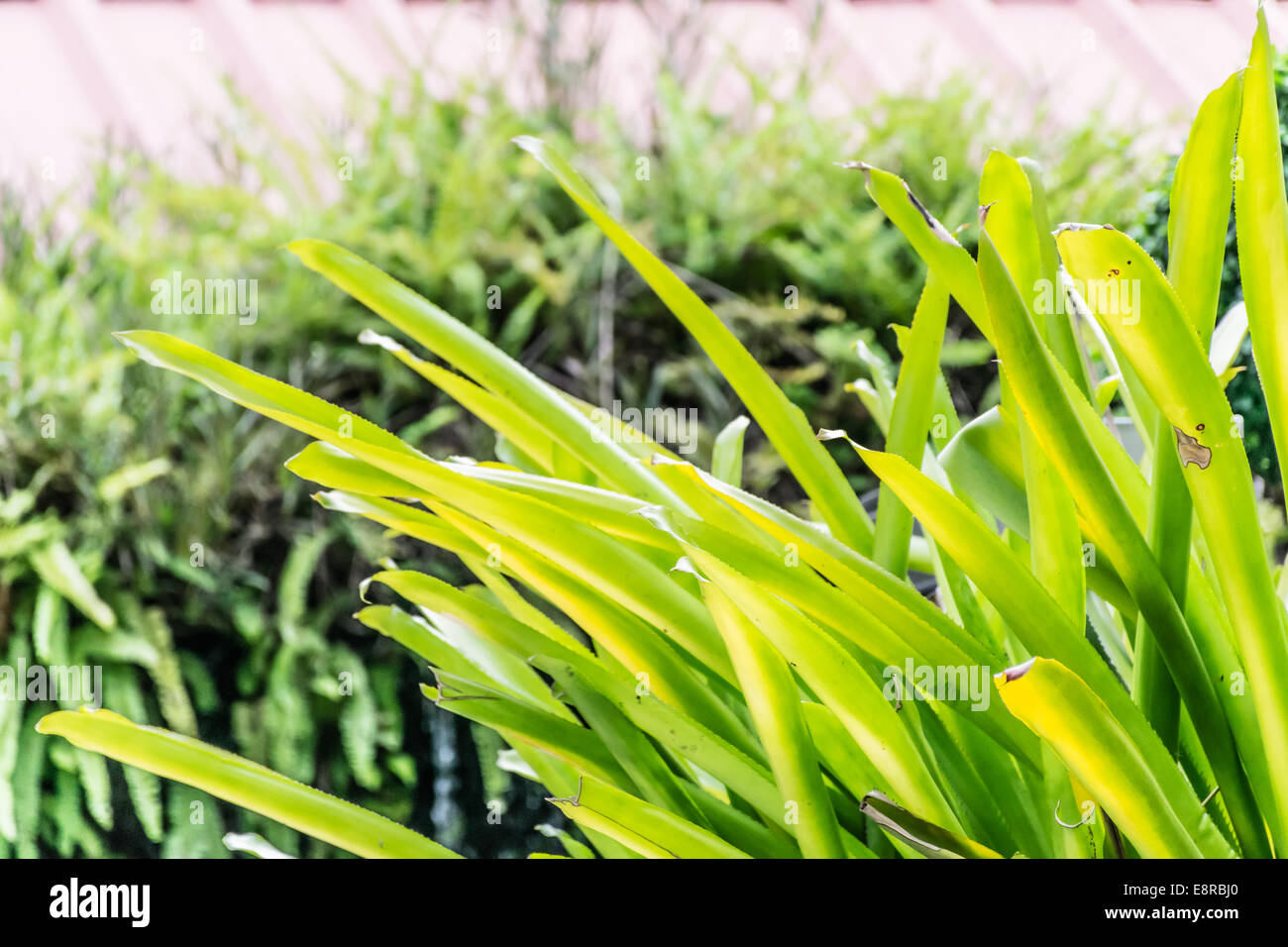 plants wallpaper agriculture horticulture potting Stock Photo