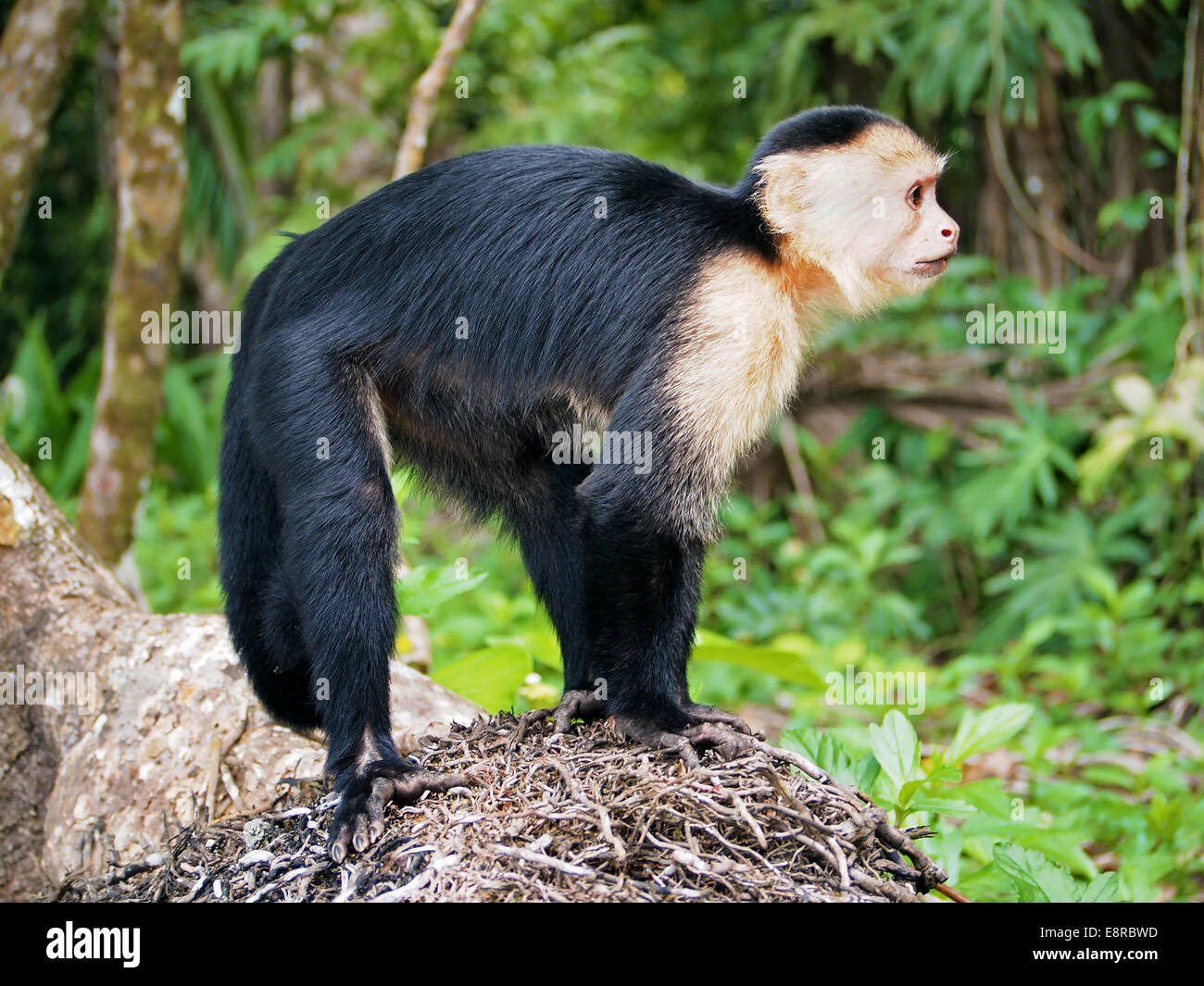White-faced capuchin monkey, national park of Cahuita, Caribbean, Costa Rica Stock Photo