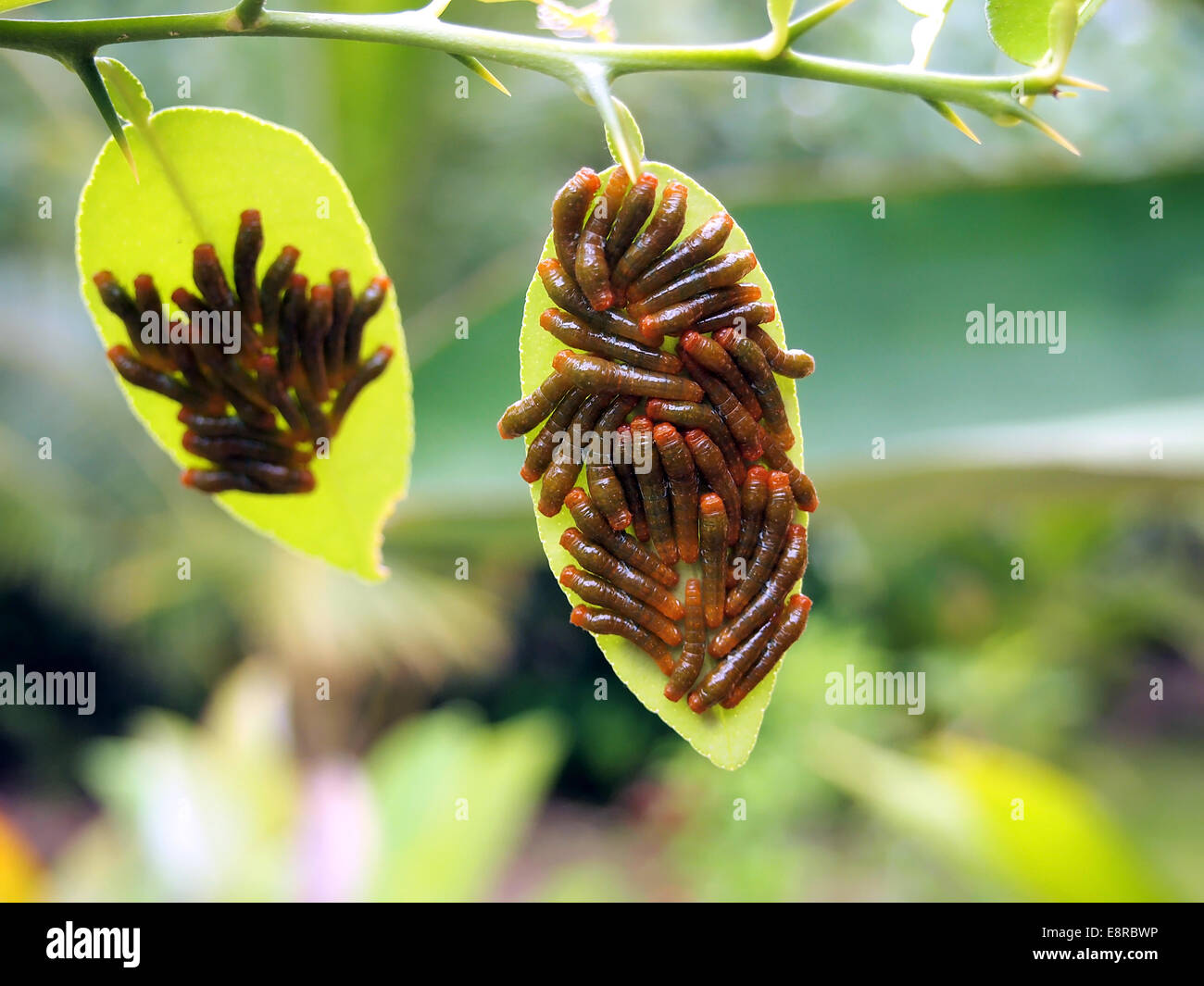 Leaves of orange tree covered by caterpillars pest, Caribbean, Bocas del Toro, Panama Stock Photo