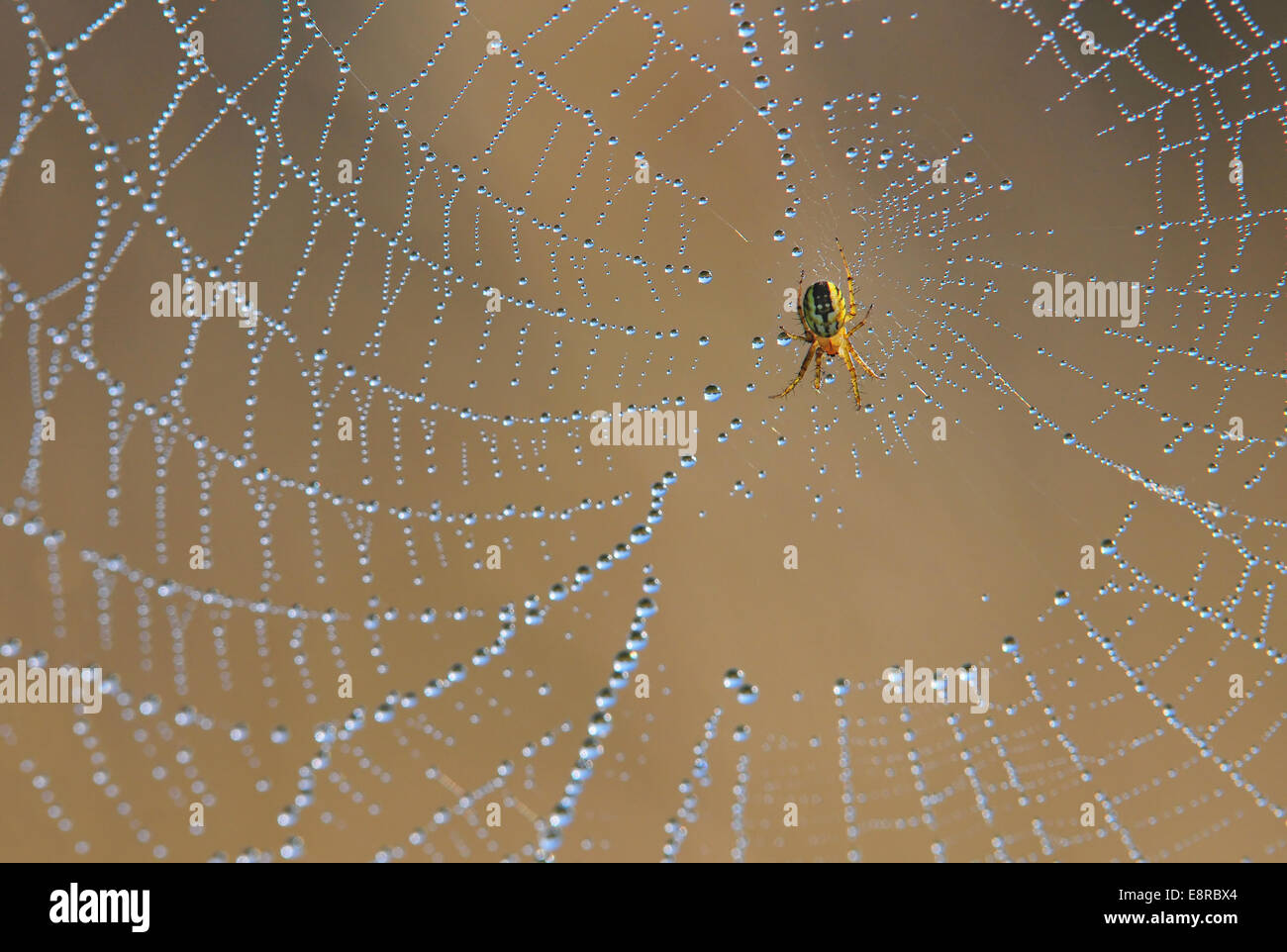 Spider animals hi-res stock photography and images - Alamy