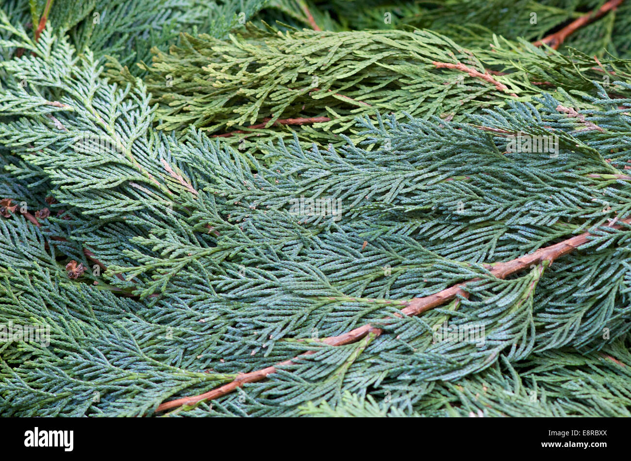 Evergreen branches used to cover flower beds against frost in winter Stock  Photo - Alamy