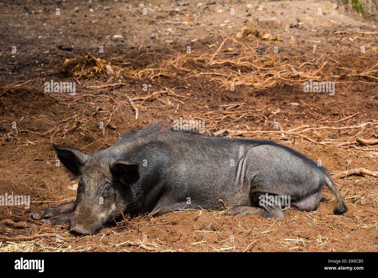 A wild boar in a wildlife park in the New Forest, Hampshire Stock Photo