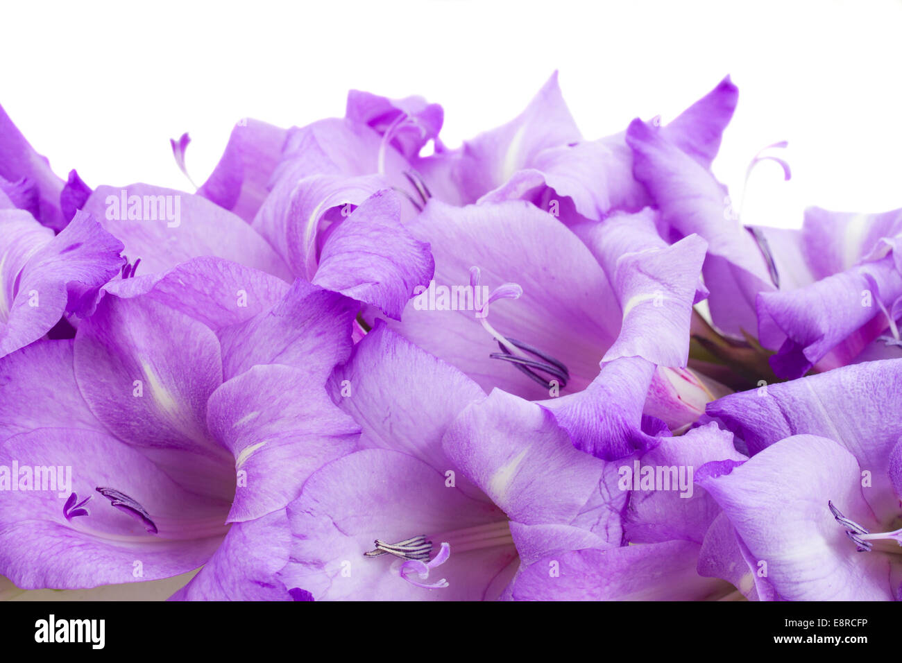 biorder of gladiolus flowers Stock Photo