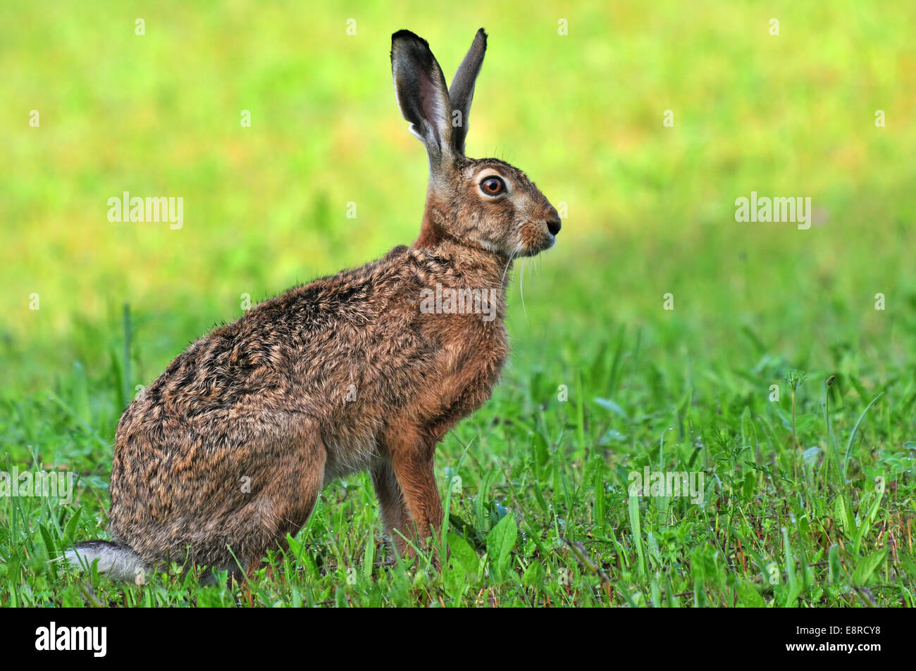Brown hare sitting in a grass Stock Photo