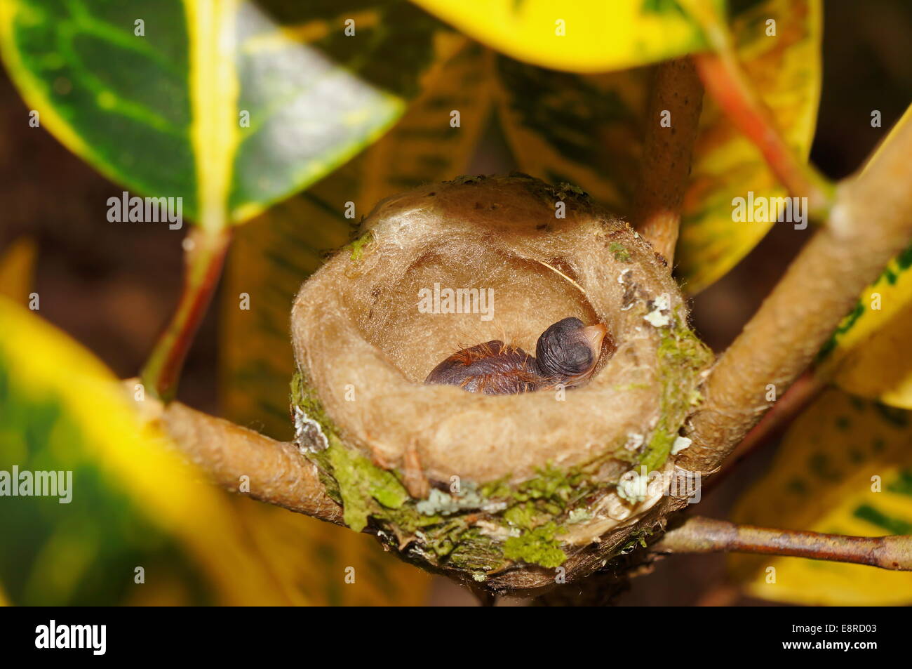 Baby Bird Of Rufous Tailed Hummingbird In Nest Costa Rica Central 