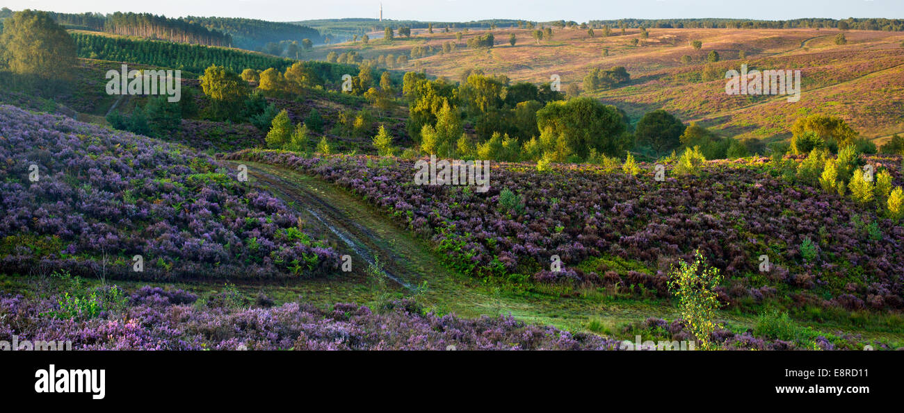 View across the valley to heather clad heathland hills in late summer Cannock Chase Area of Outstanding Natural Beauty Staffords Stock Photo