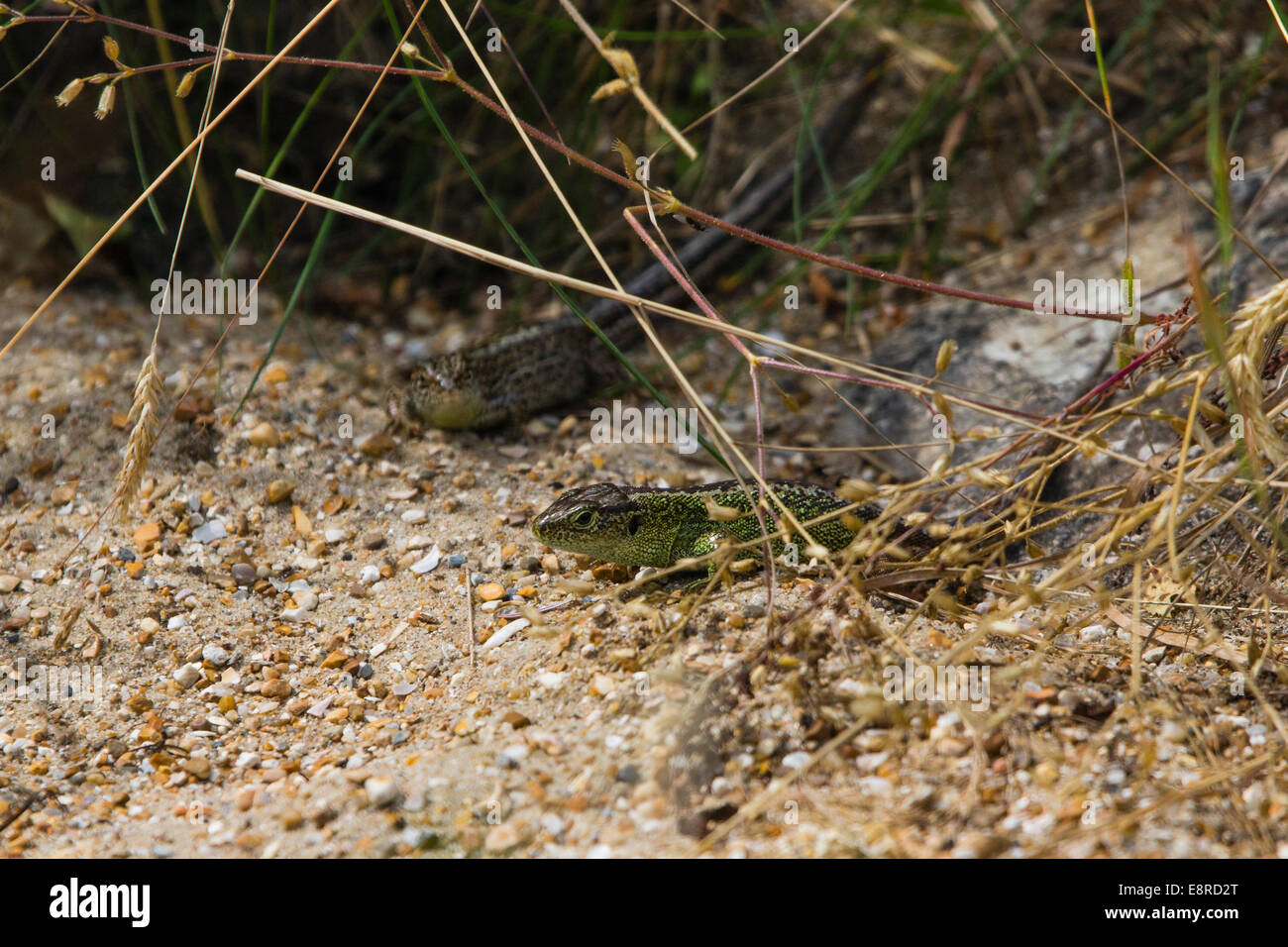 Sand lizards hires stock photography and images Alamy