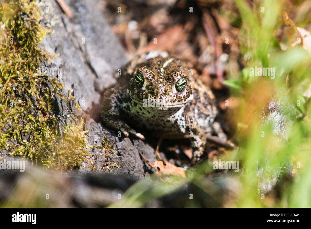 A Natterjack Toad at the Lyndhurst reptile centre in the New Forest ...