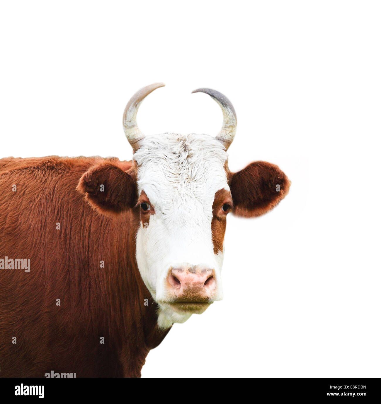 Close up portrait of the white and brown cow isolated on a white ...