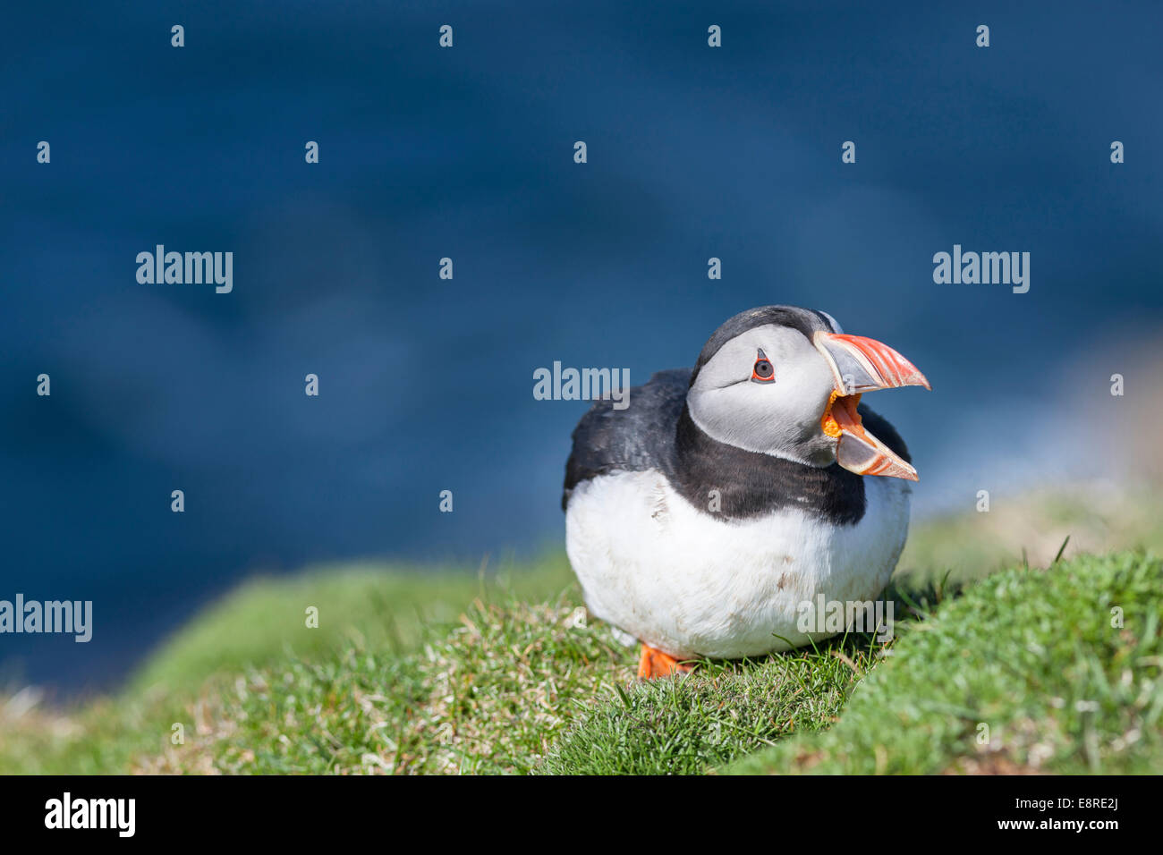 Atlantic Puffin (Fratercula arctica) on cliff in Hermaness National Nature Reserve. Shetland Islands, Scotland. Stock Photo