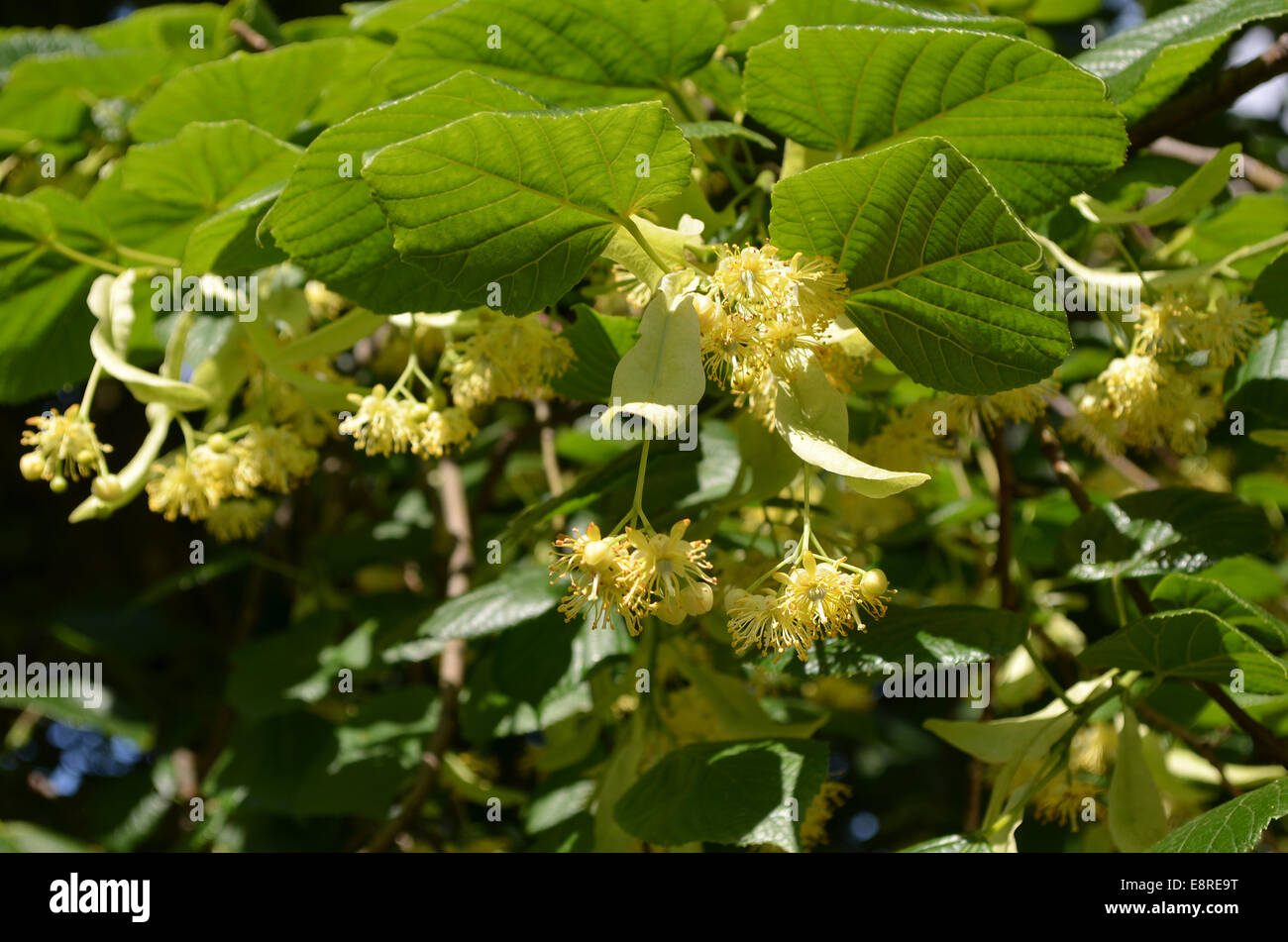 lime tree in bloom Stock Photo Alamy