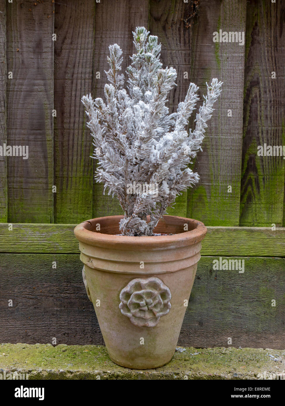 pot plant in silver Stock Photo