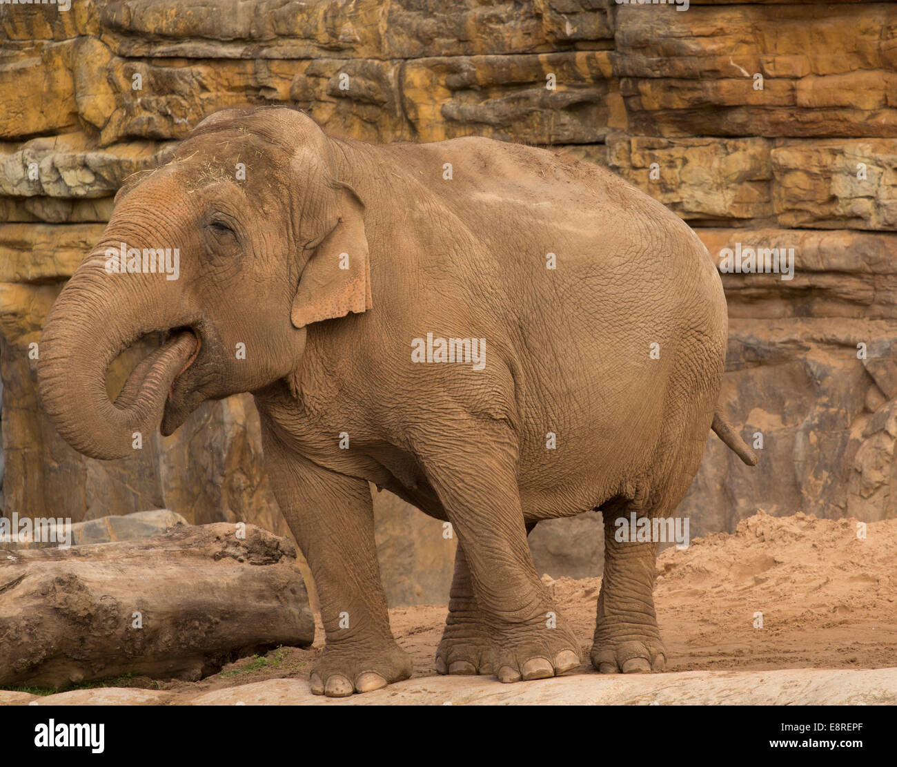 Elephant at Chester Zoo Stock Photo Alamy