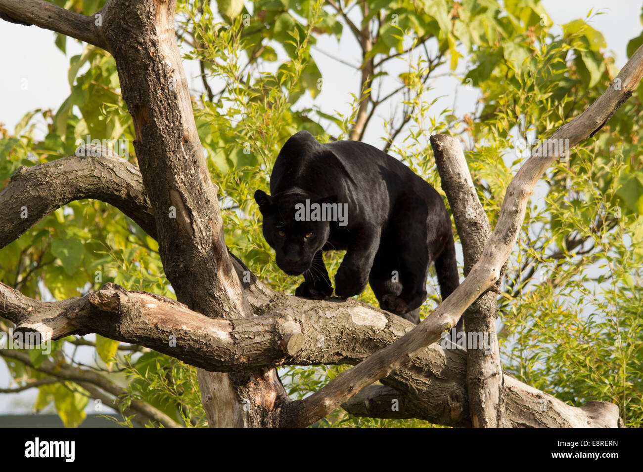 Black Jaguar in Tree Stock Photo