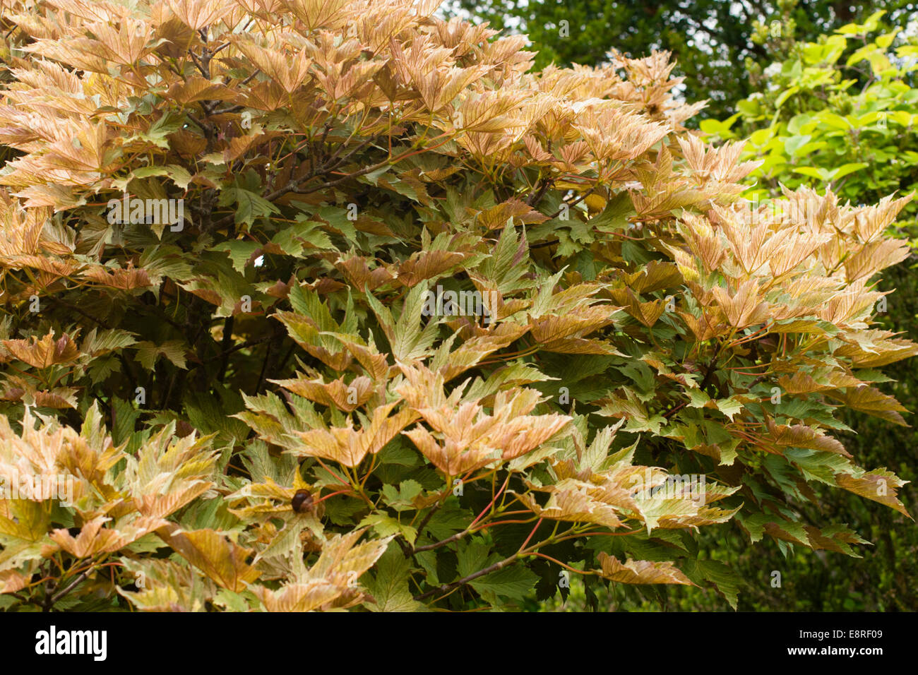 Bronzed and mottled foliage of the deciduous tree, Acer pseudoplatanus 'Prinz Handjery' Stock Photo