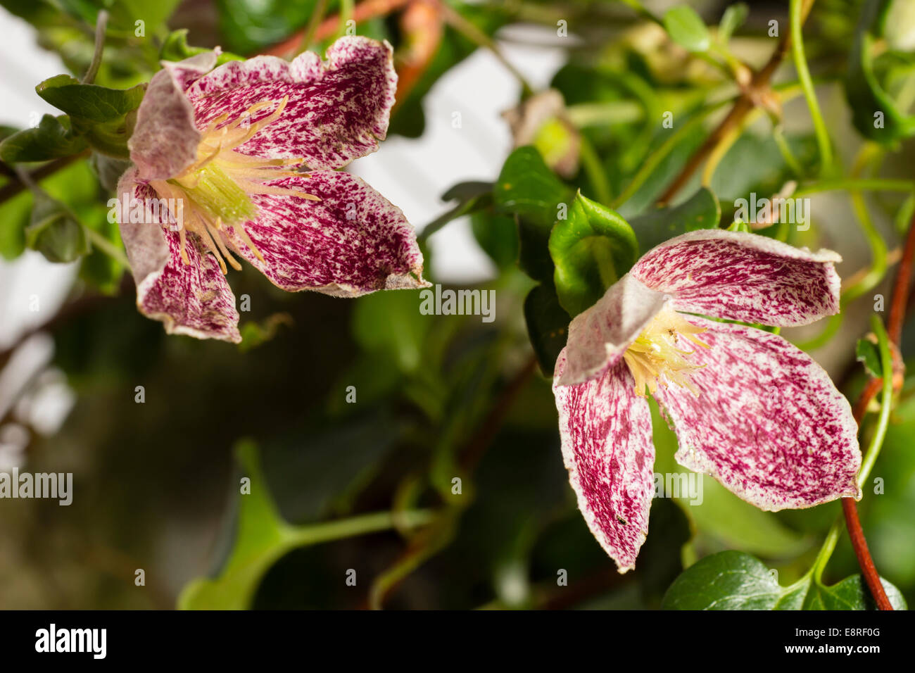 Flowers of the autumn and winter flowering Clematis cirrhosa var. purpurascens 'Freckles' Stock Photo