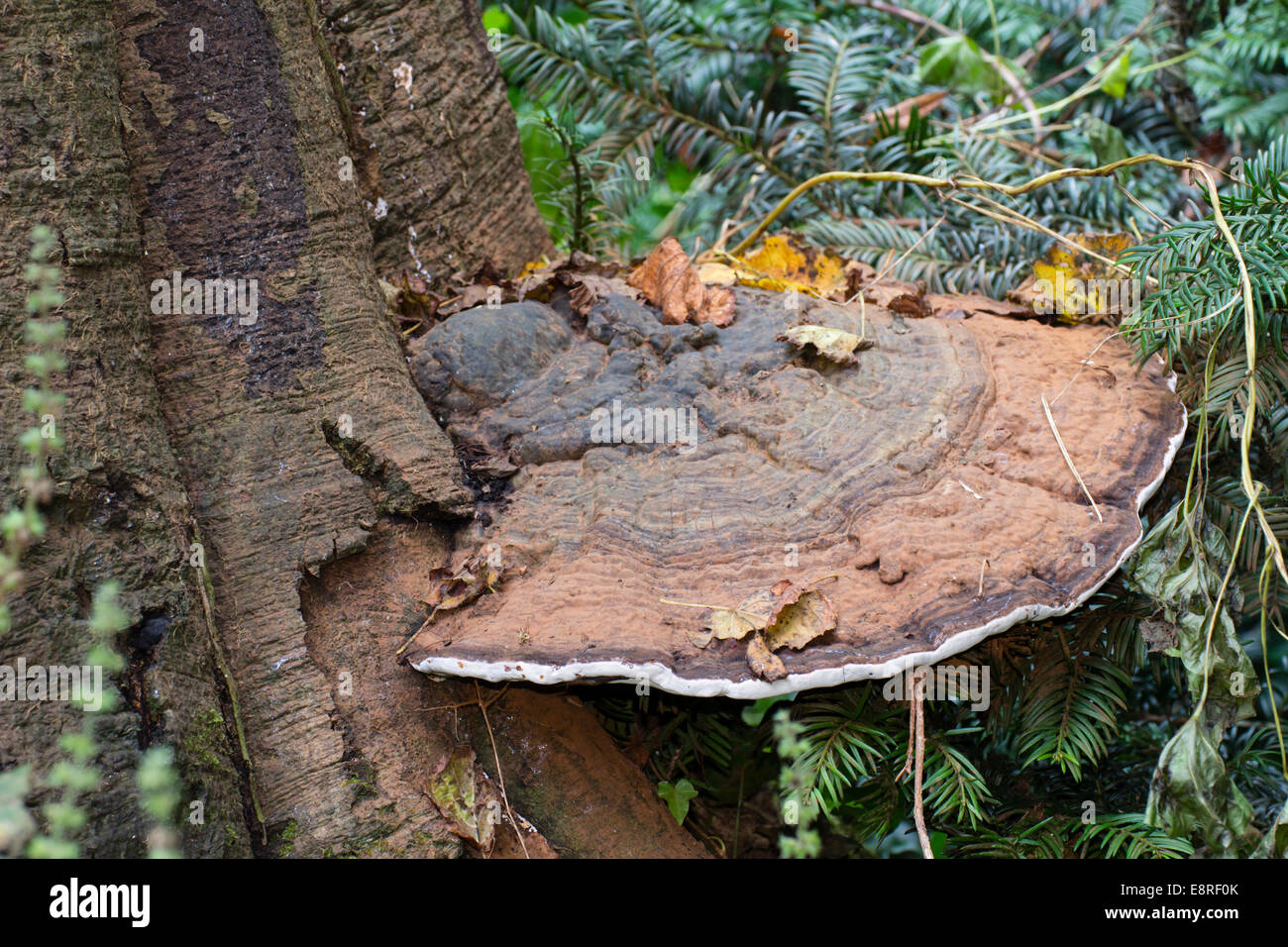 Southern bracket fungus, Ganoderma adspersum, on an old beech stump Stock Photo