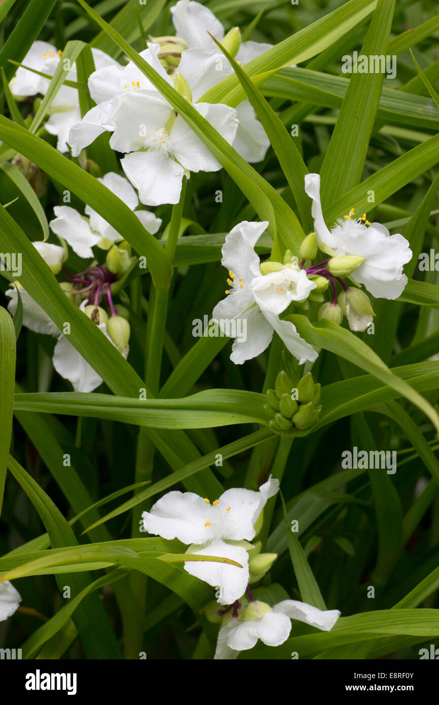 White, three petalled flowers of the hardy Tradescantia (Andersoniana Group) 'Innocence' Stock Photo