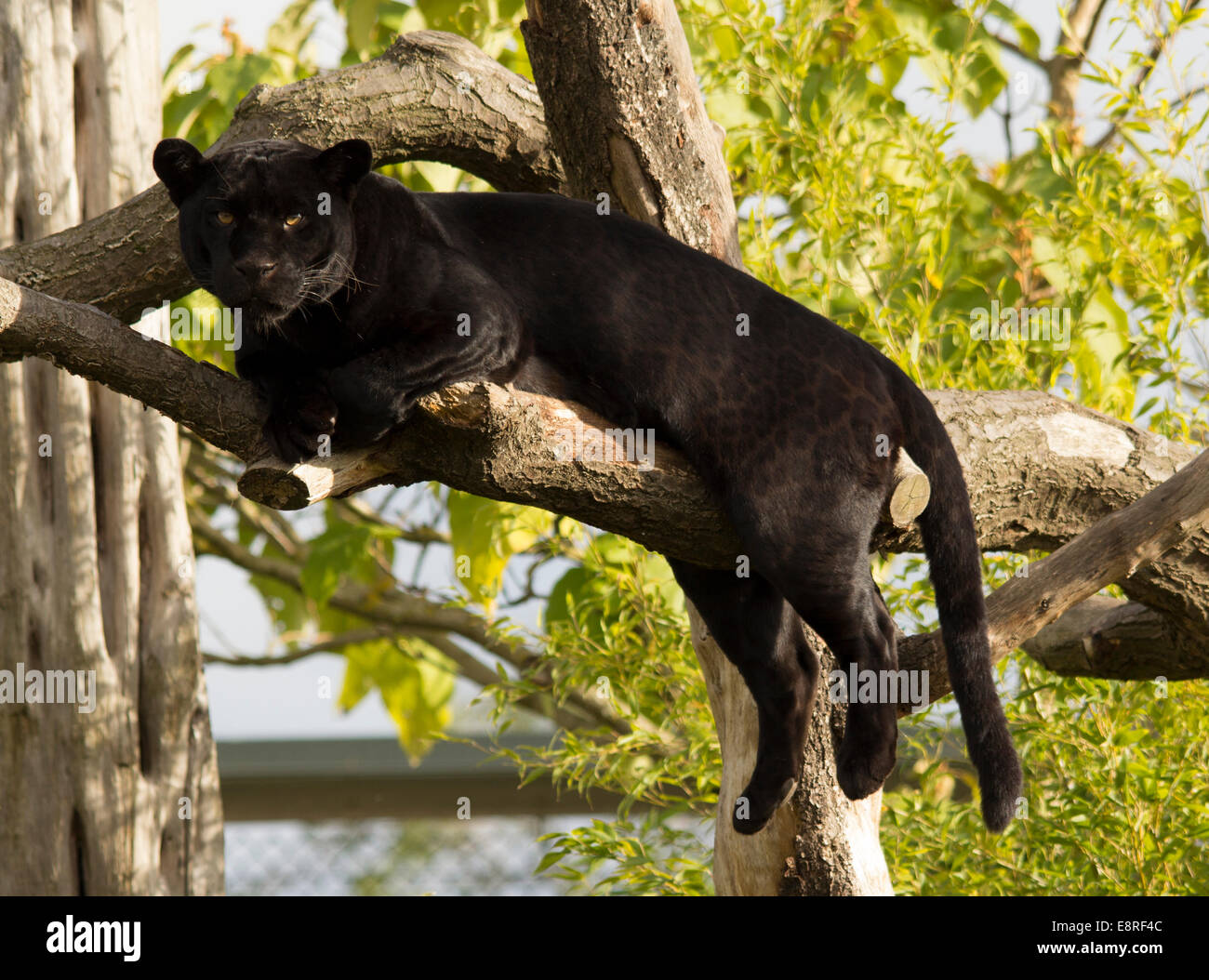 Black tree panther hi-res stock photography and images - Alamy