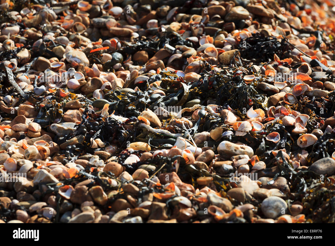 Pebbles beach close up hi-res stock photography and images - Alamy