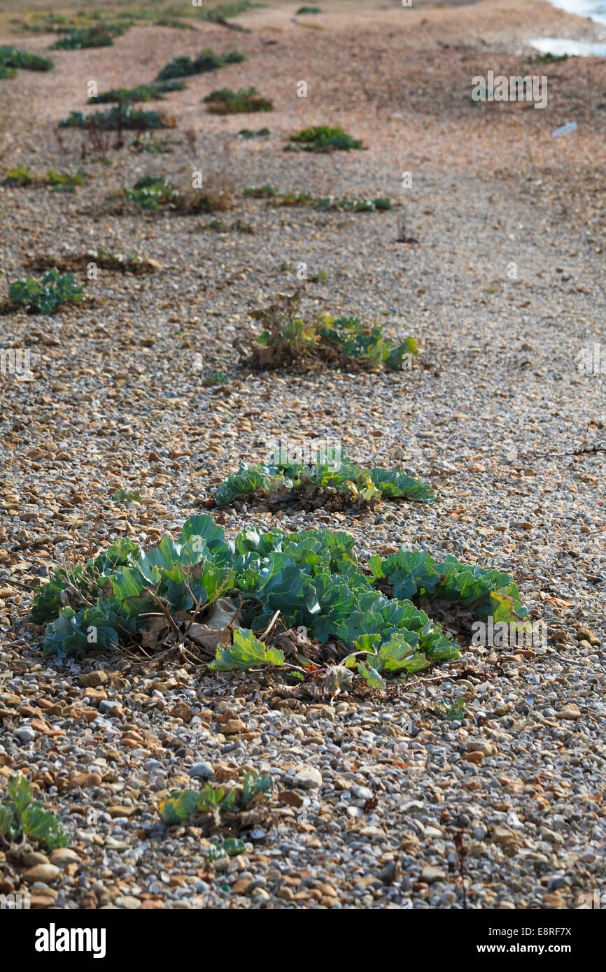 Sea Kale on a pebble beach. Stock Photo