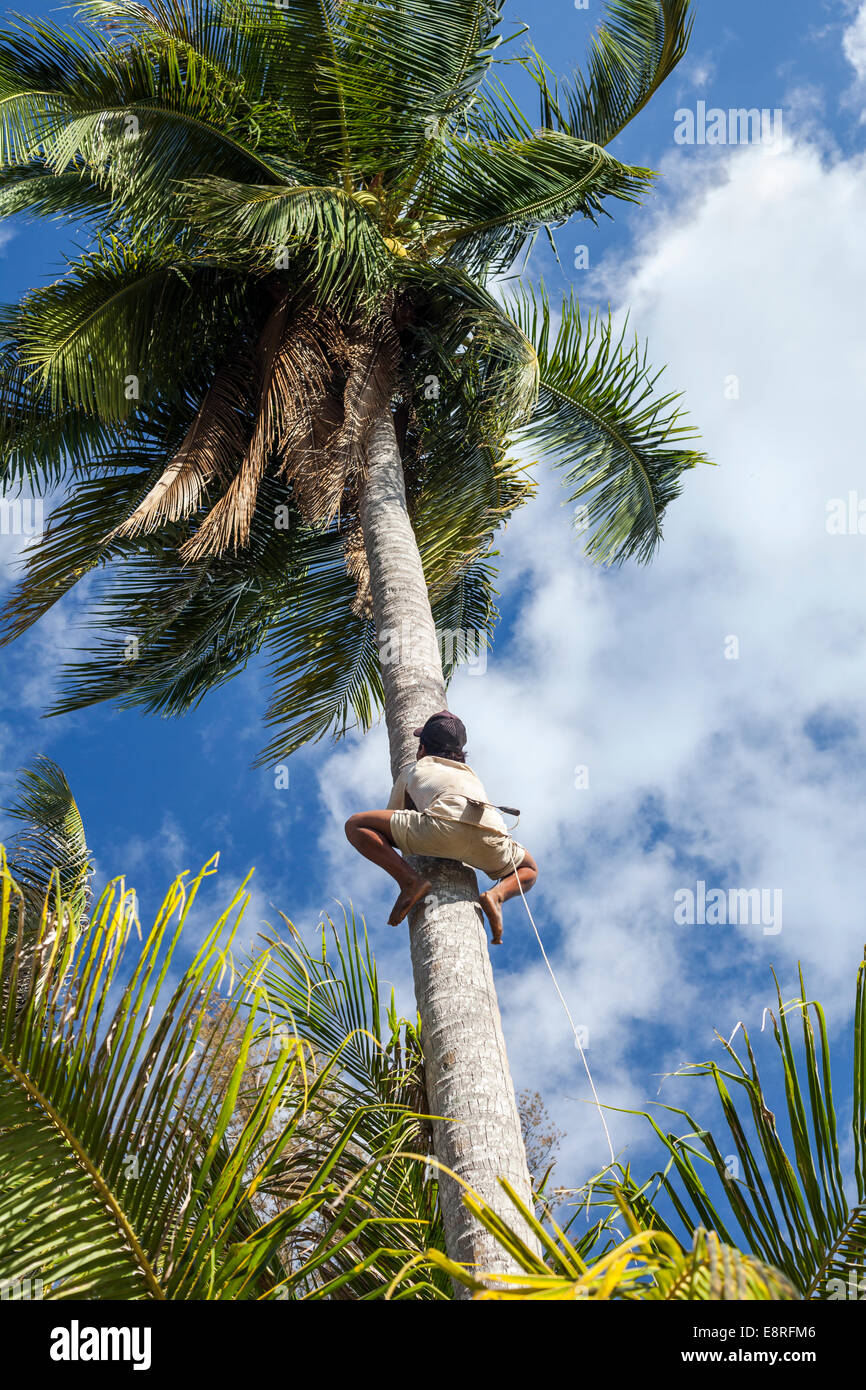 Man climbing a coconut palm tree to harvest coconuts at Palm Beach, Prek Svay, Koh Rong Island, Cambodia, Asia. Stock Photo