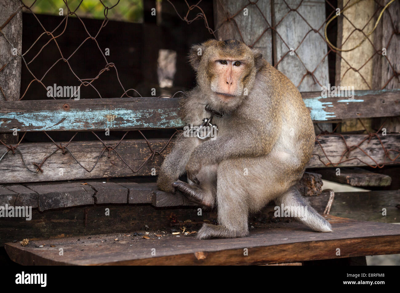 Captive monkey in the Fishing Village of Prek Svay, Koh Rong Island,  Cambodia Stock Photo - Alamy