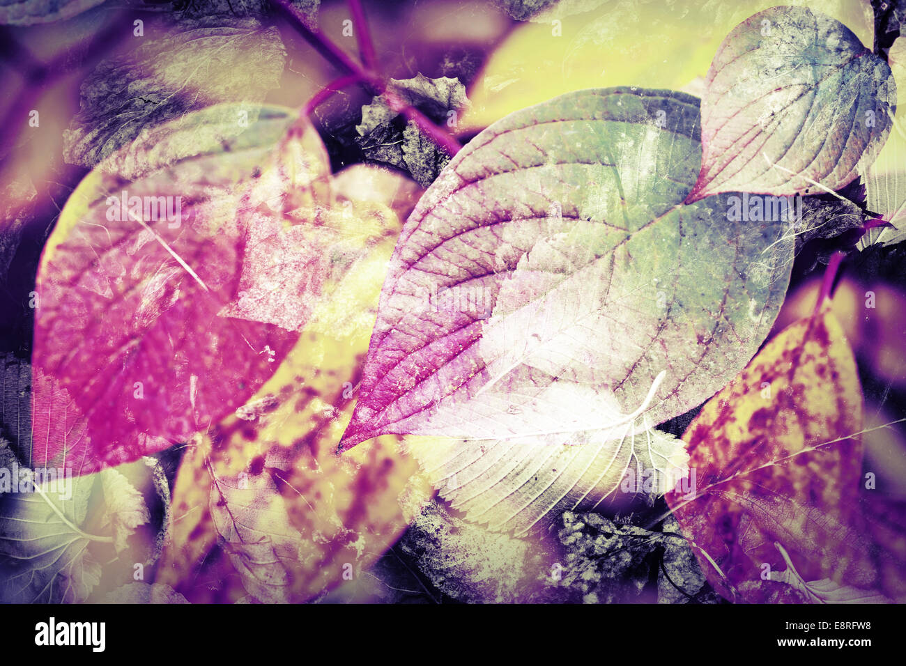 Original colorful nature background. Bright autumnal leaves, stylized ...